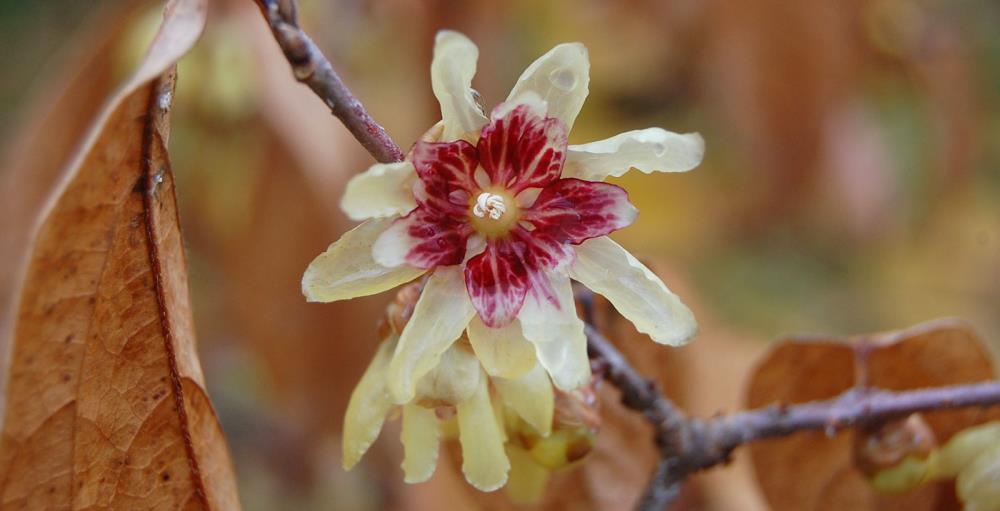 Calicanto: i suoi fiori profumano nel cuore dell'inverno. Come coltivarlo?