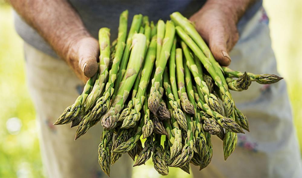 Coltivare asparagi: come, dove e quando piantarli
