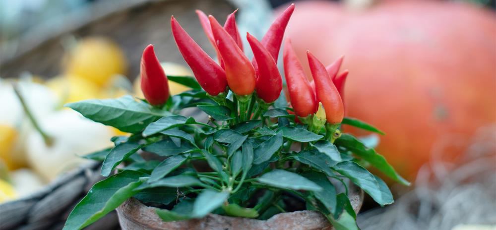 Coltivare peperoncini in vaso: tutto quello che c'è da sapere