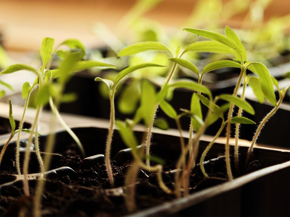 Cosa sono i semenzai? Impariamo ad usarli per favorire la crescita delle nostre piante