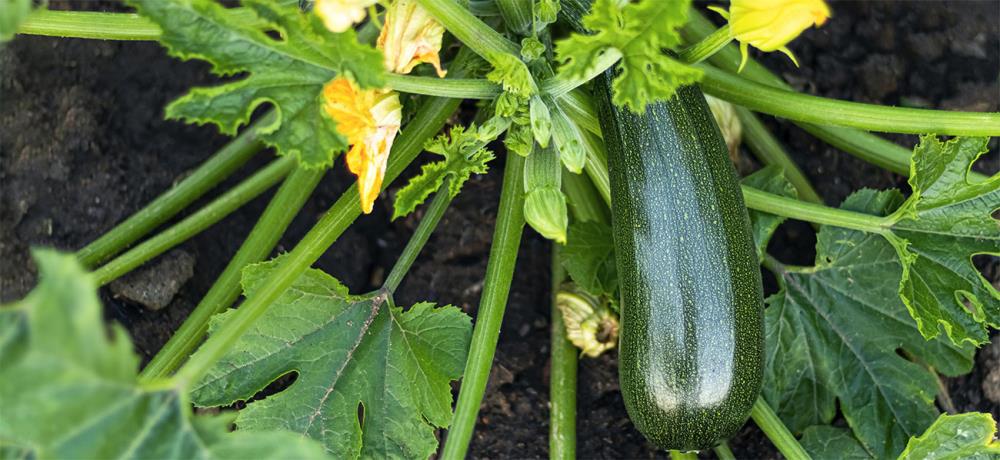 Coltivare zucchine: come, dove e quando piantarle