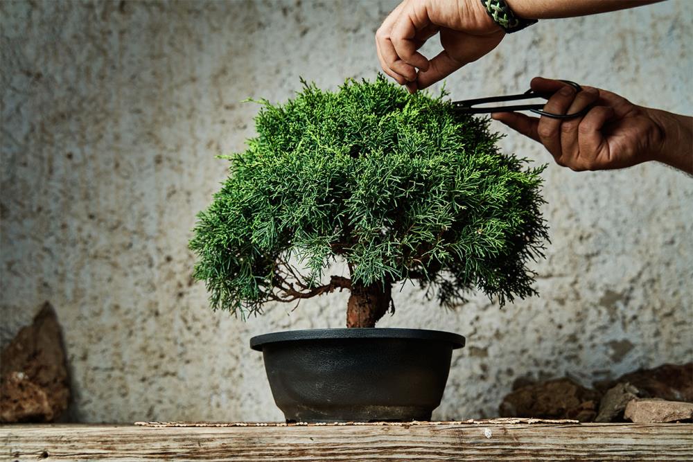 Come curare un bonsai: la coltivazione e la potatura