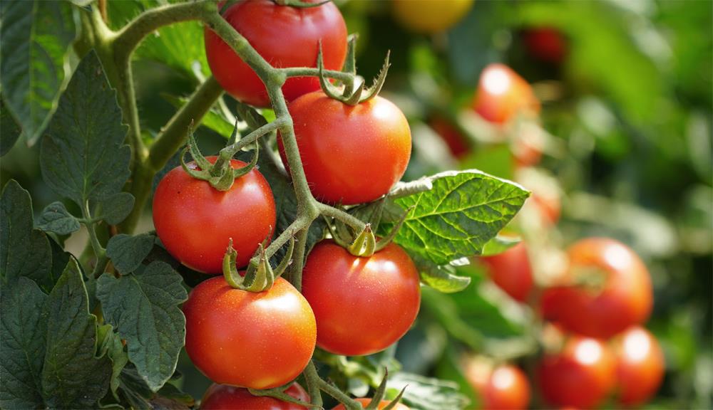 Come e quando trapiantare i pomodori: tutto quello che c'è da sapere