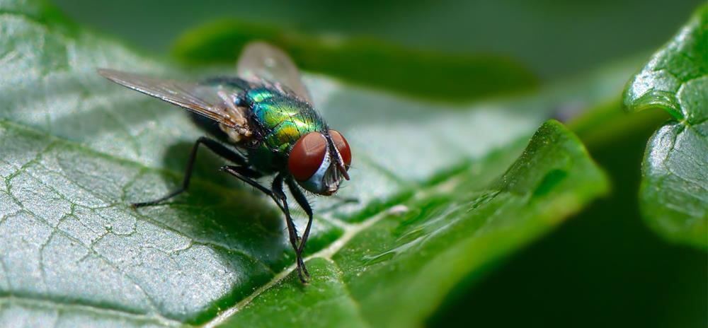 Come eliminare le mosche dal giardino: consigli utili