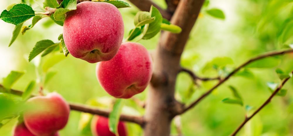 Innesti alberi da frutto: come farli correttamente