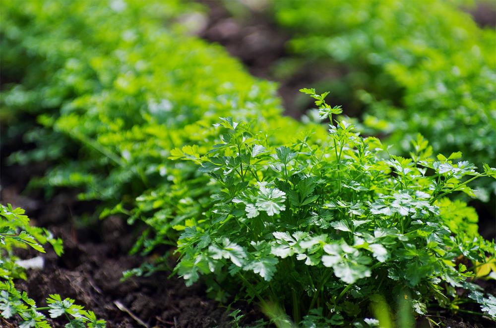 Cosa piantare a giugno nell'orto: ortaggi e trapianti