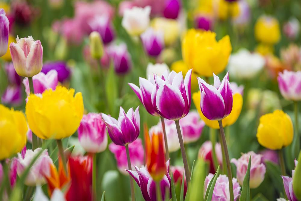 Cosa piantare a marzo in giardino: fiori e piante da coltivare