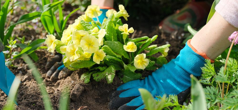 Lavori in giardino a maggio: cosa fare e cosa piantare
