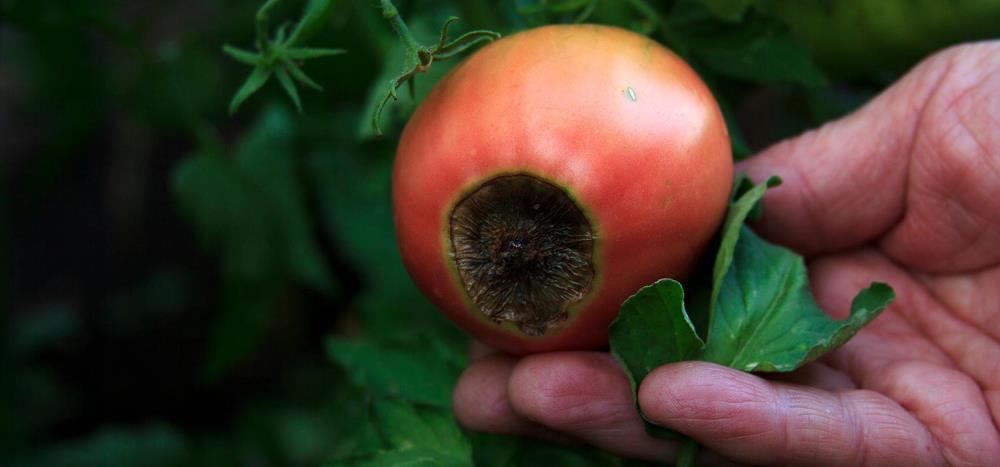 Malattie del pomodoro: quali sono e come curarle