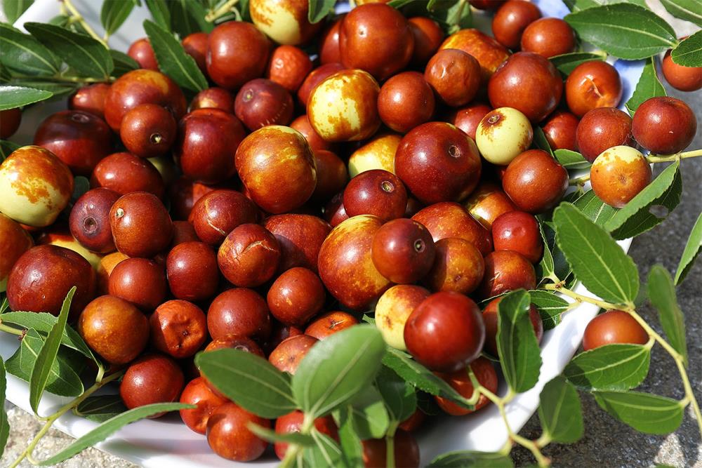 Olive, Giuggiole e Nocciole: i piccoli frutti invernali