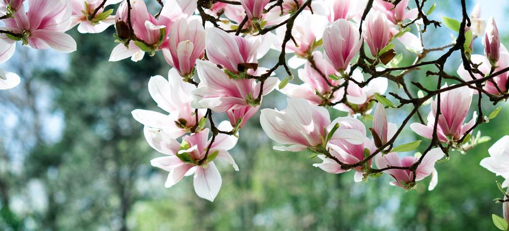 Potatura magnolia: come e quando farla