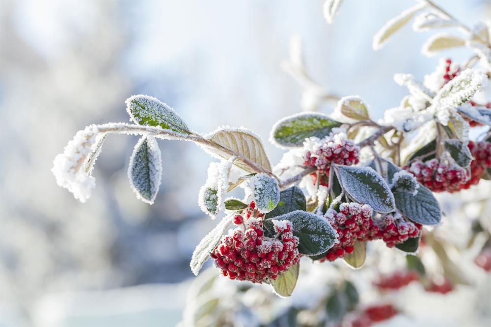 Proteggere le piante dal freddo invernale: idee e consigli