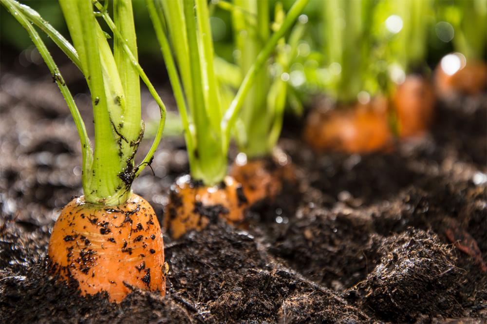 Quando seminare le carote? A fine inverno
