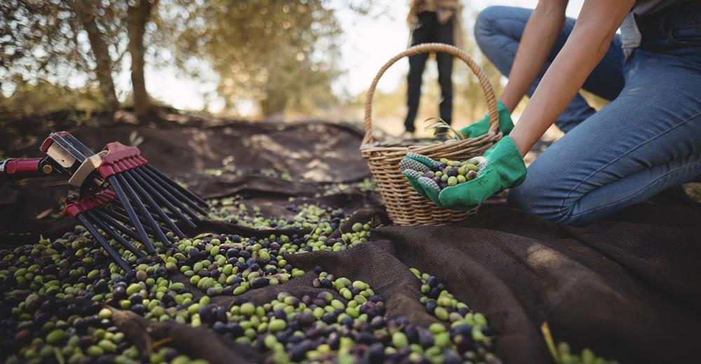 Quando va fatta la raccolta delle olive? Quali strumenti servono?