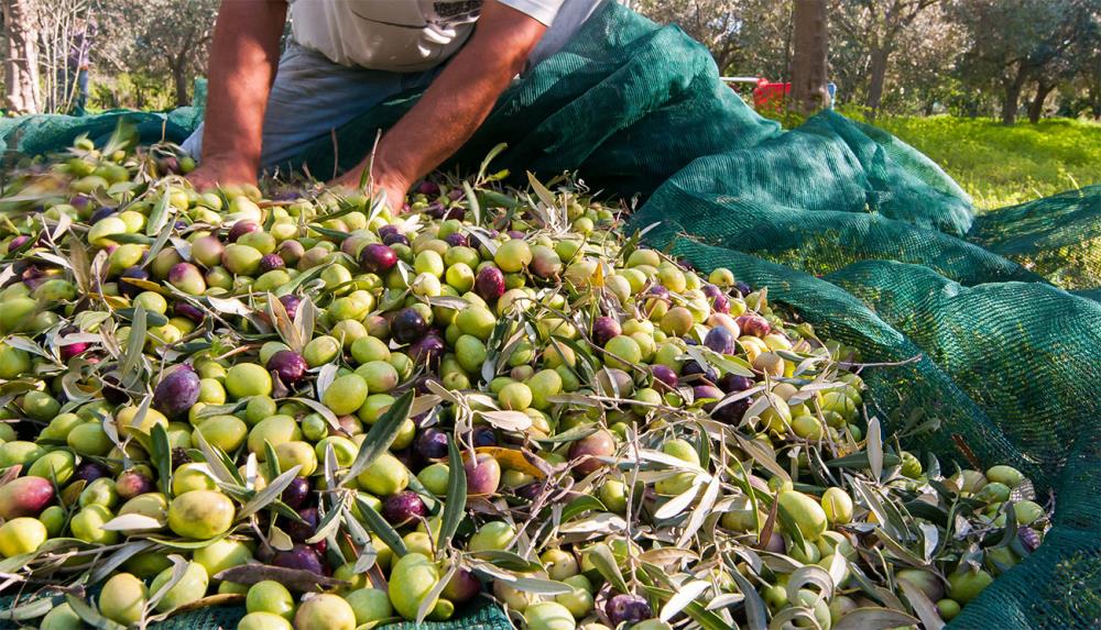 Raccogliere le olive: quando e come farlo?