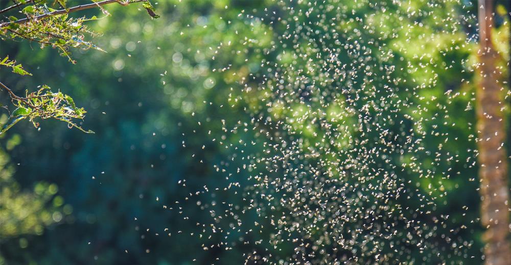 Sono ancora in tempo per fare la disinfestazione dalle zanzare in giardino? 