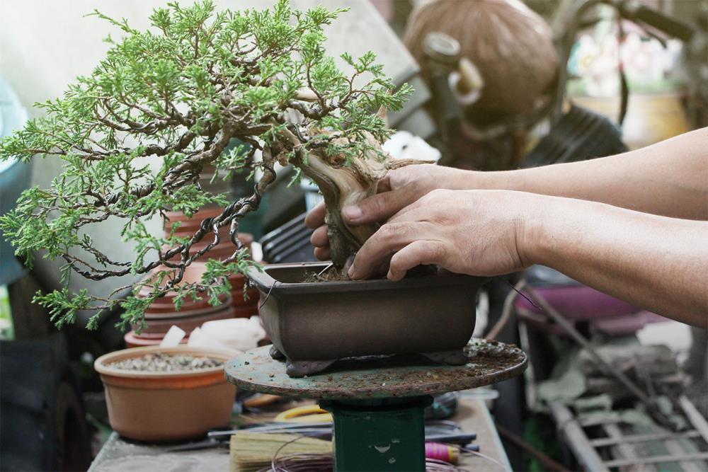 Tutti i segreti per prendersi cura di un bonsai alla perfezione